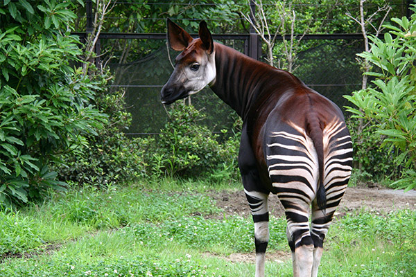 「よこはま動物園ズーラシア」のイメージ