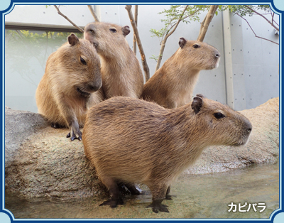 アクア・トト ぎふ イメージ