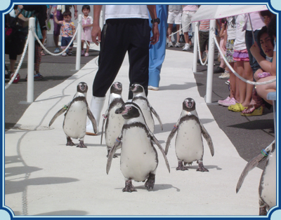 越前松島水族館 イメージ