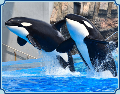 名古屋港水族館 イメージ