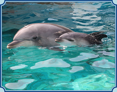 しながわ水族館 イメージ