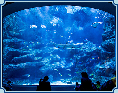 すみだ水族館 イメージ