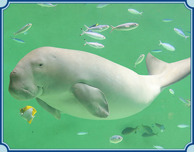 鳥羽水族館 イメージ