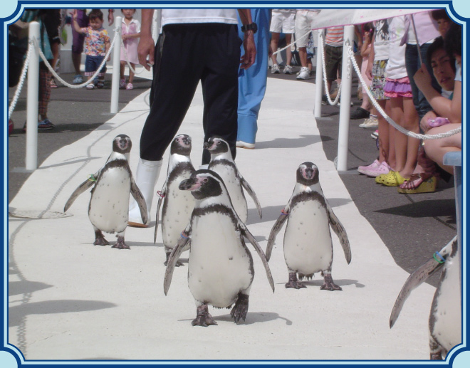 越前松島水族館のイメージ