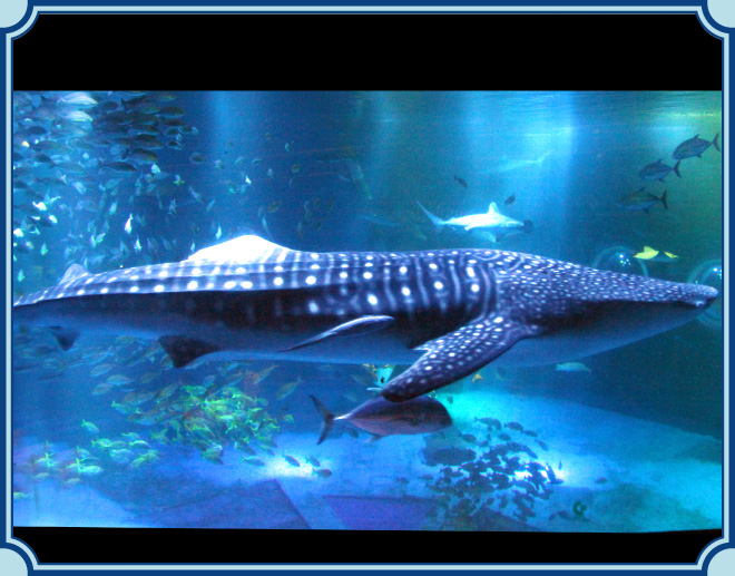 のとじま水族館のイメージ