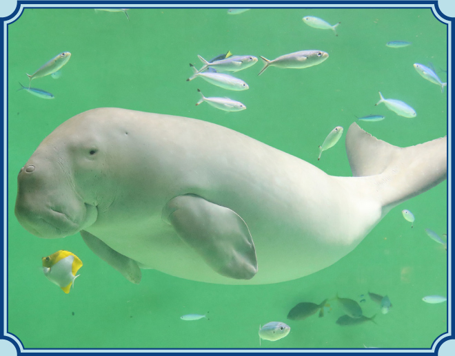 鳥羽水族館のイメージ