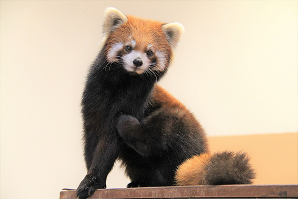 「静岡市立 日本平動物園」のイメージ