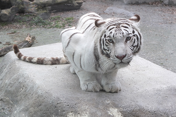「東武動物公園」のイメージ