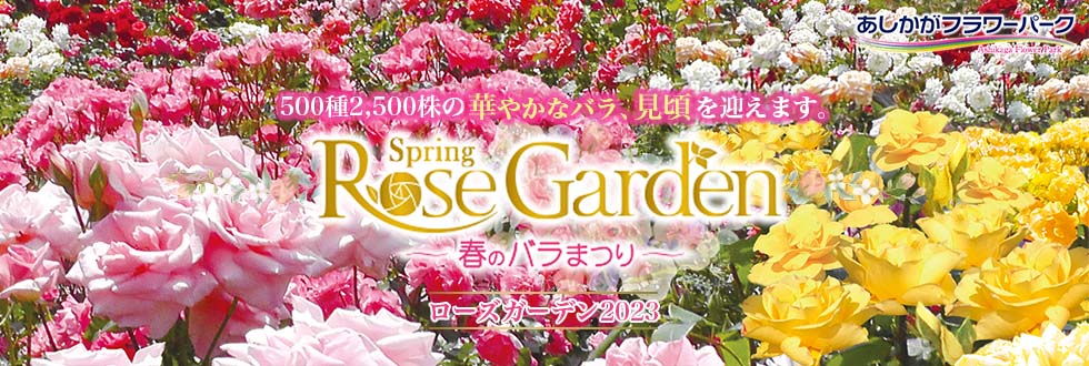 500種2,500株の華やかなバラ、見頃を迎えます。ローズガーデン2023