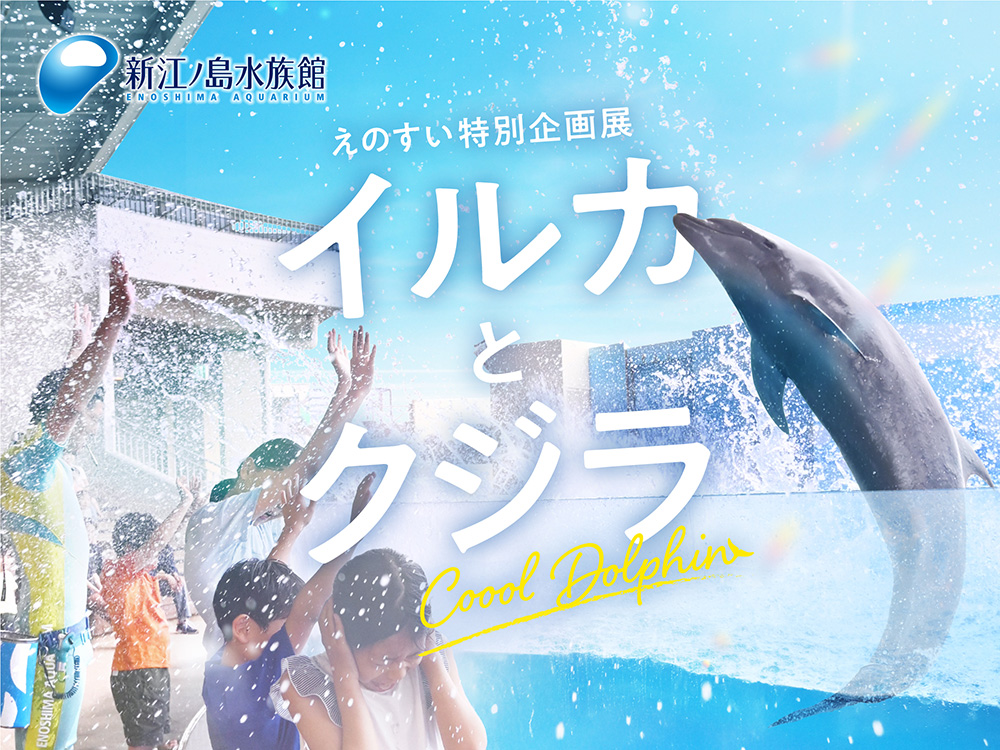 えのすい特別企画展「イルカとクジラ Coool Dolphin」