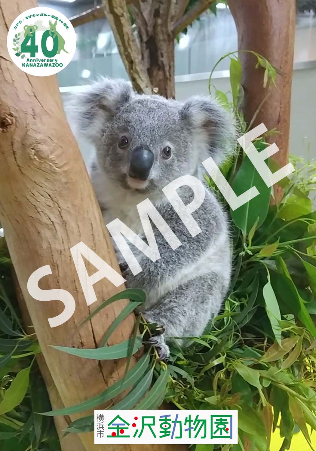 コアラとユーカリ