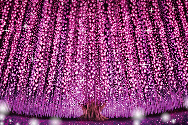 あしかがフラワーパーク 奇蹟の大藤