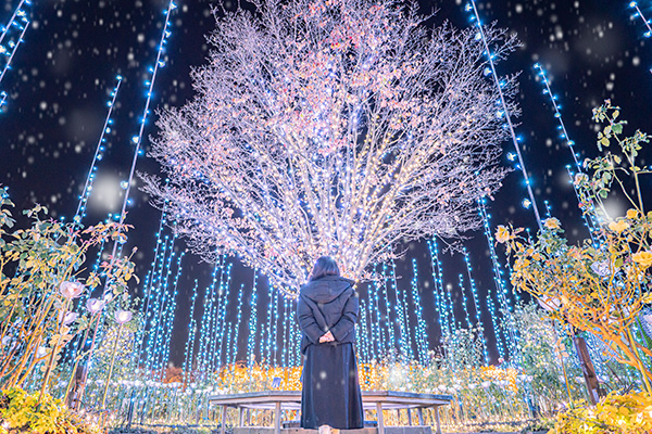 あしかがフラワーパーク 光のバラ園