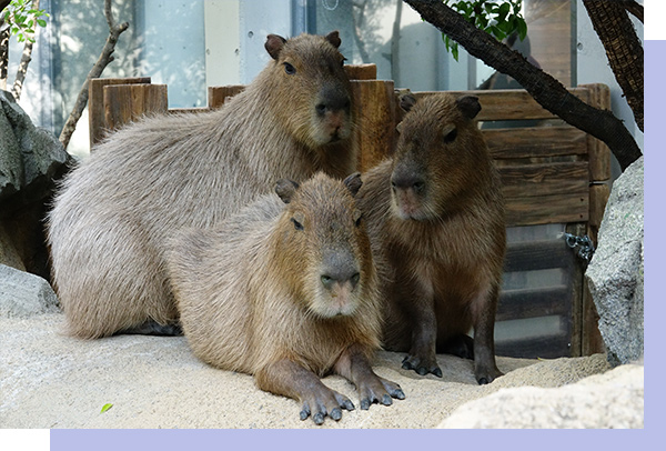 水族館特集｜セブン イレブン チケット情報・購入・予約 セブンチケット