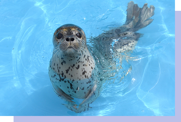 水族館特集｜セブン イレブン チケット情報・購入・予約 セブンチケット