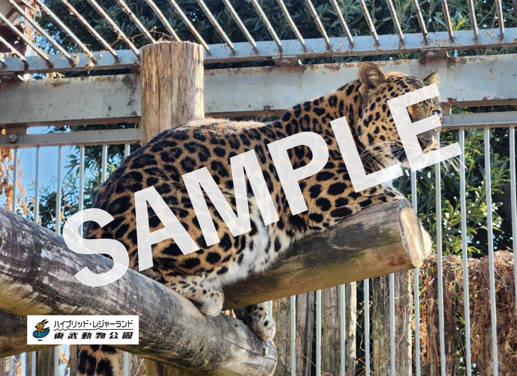 ヒョウ