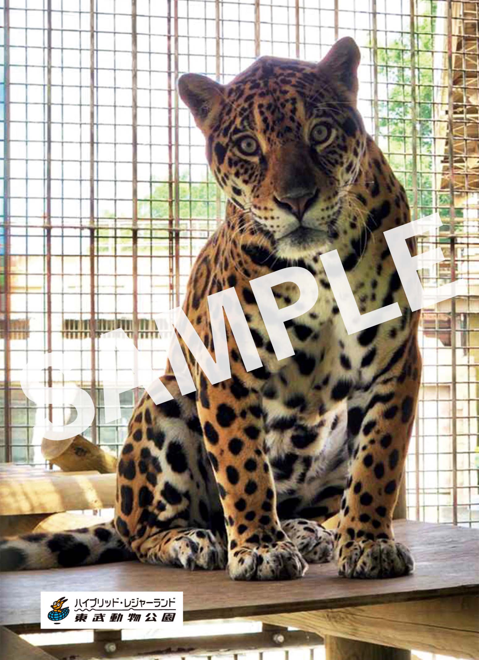 ジャガー