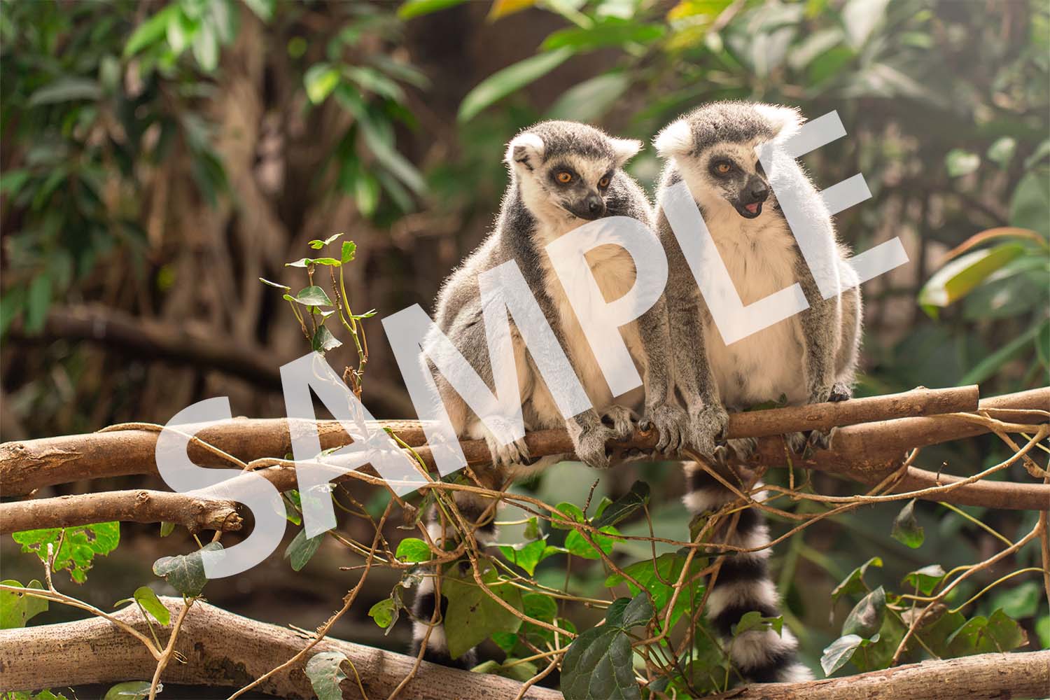 ワオキツネザル