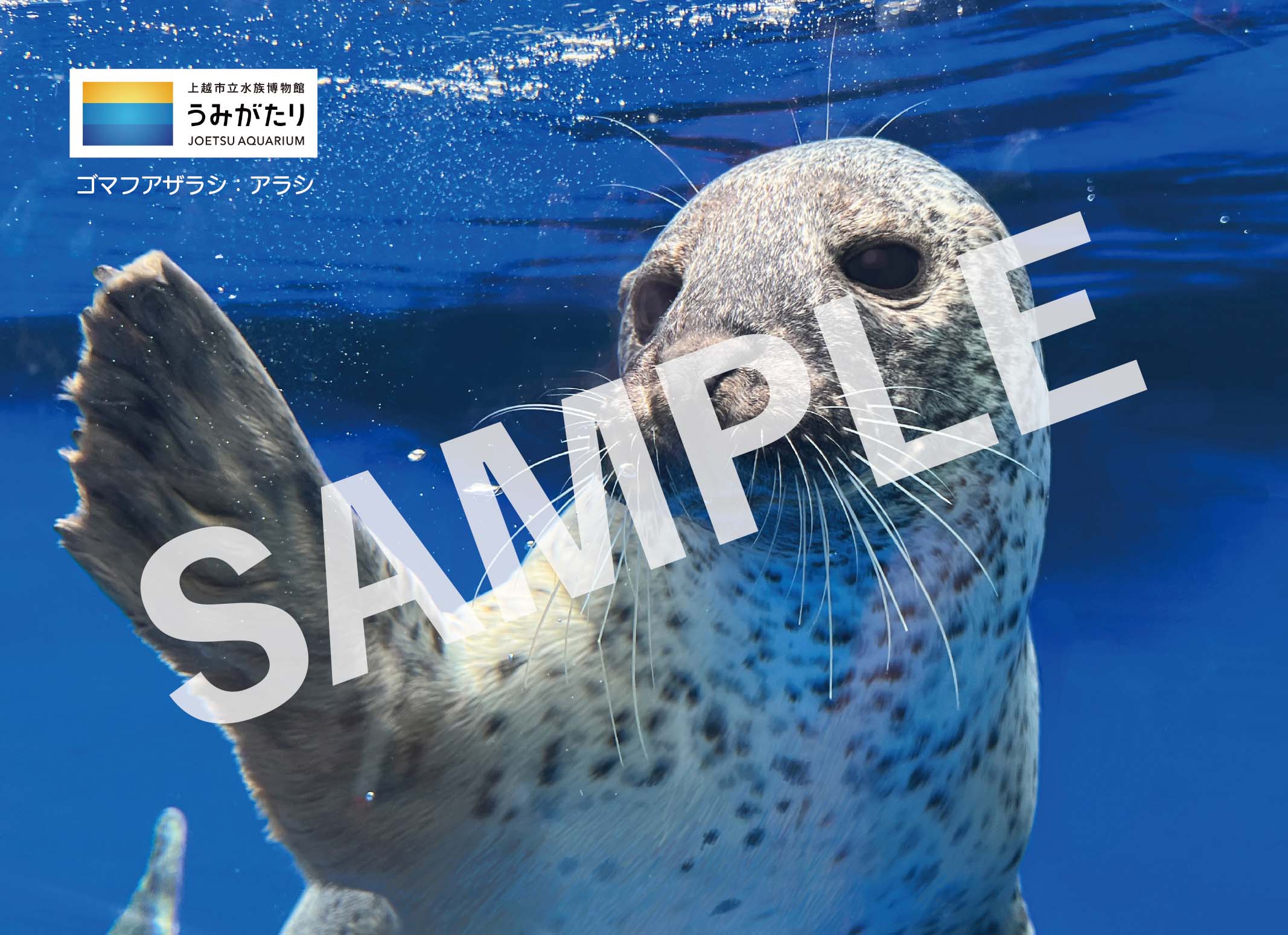 アラシ