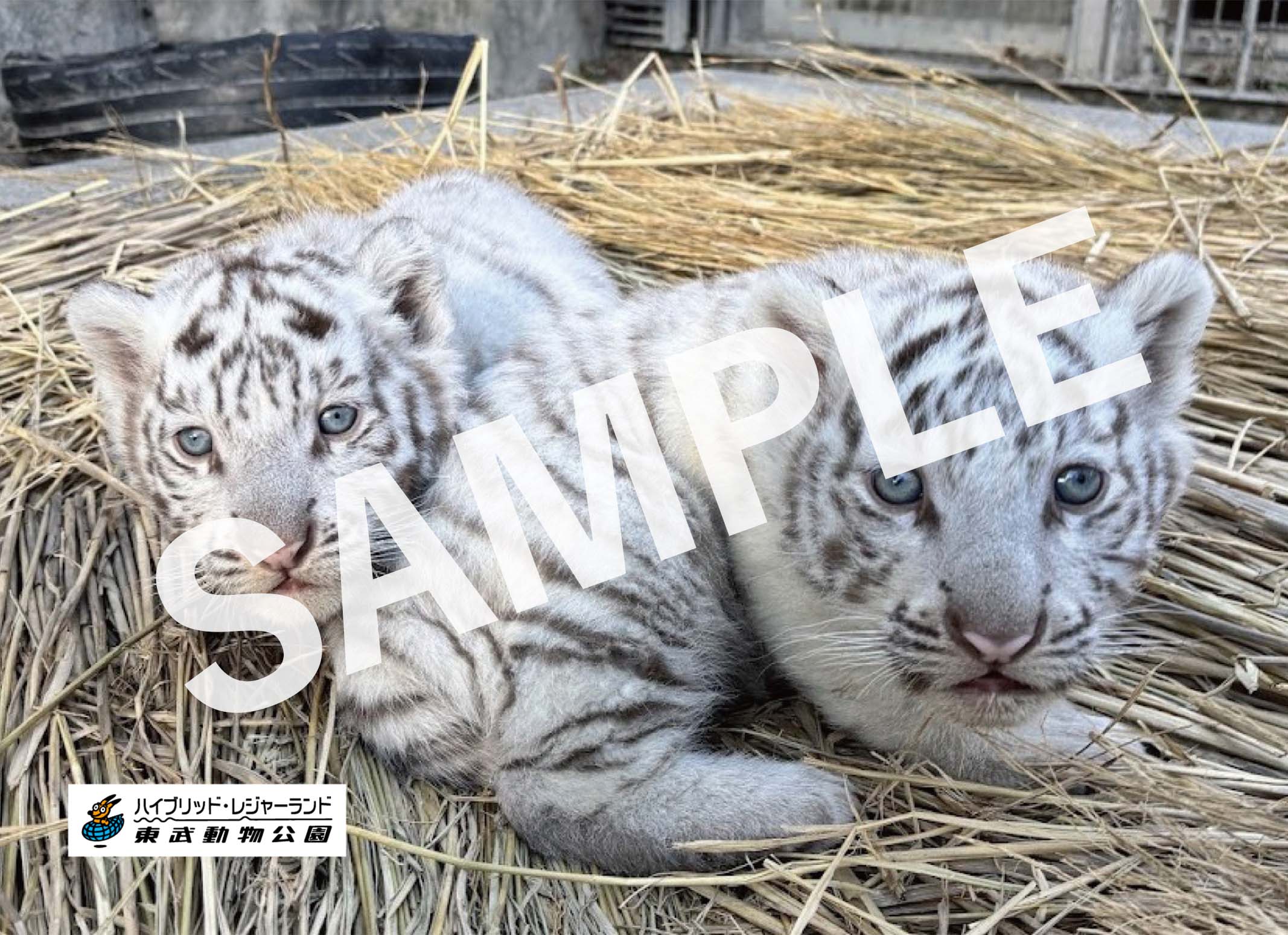 コタ＆ハク（生後2ヶ月）