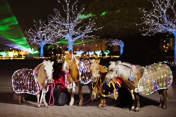 東京メガイルミ ミニチュアホース&ポニー