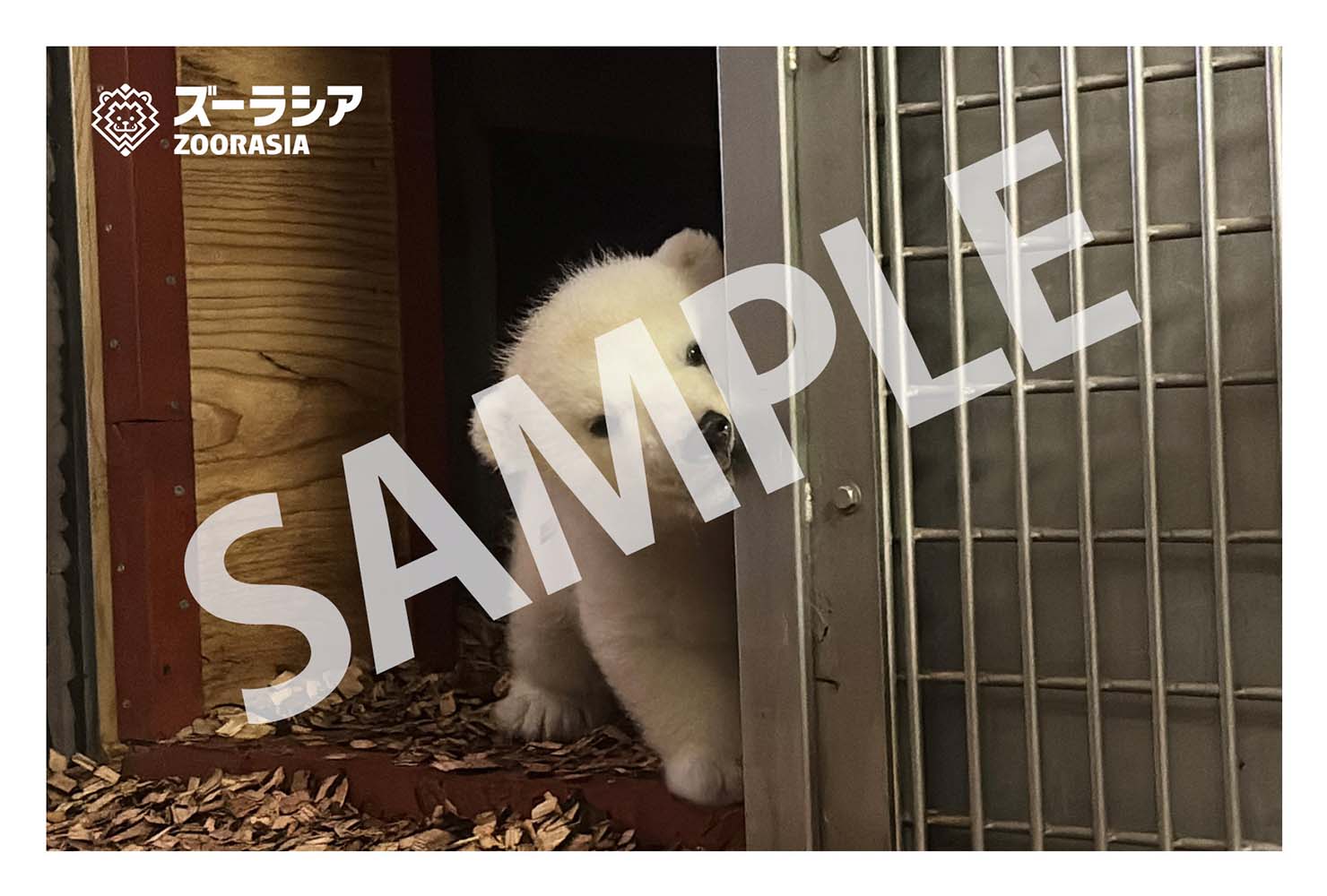 よこはま動物園ズーラシア ホッキョクグマポストカード2