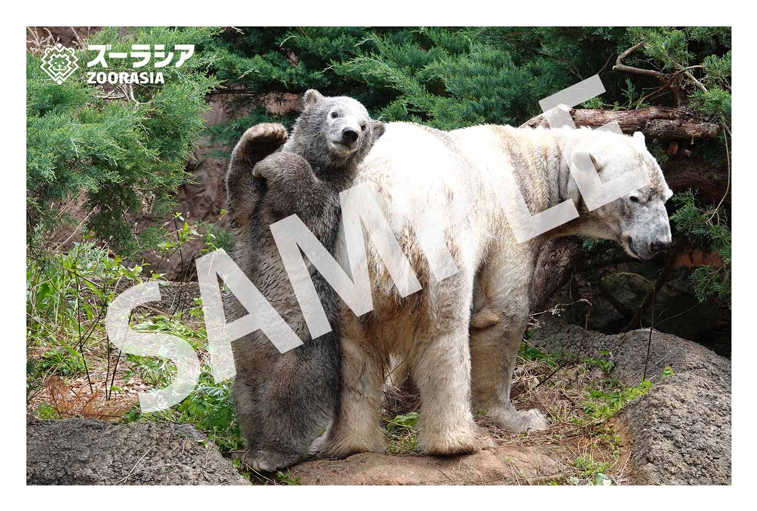 よこはま動物園ズーラシア ホッキョクグマポストカード3