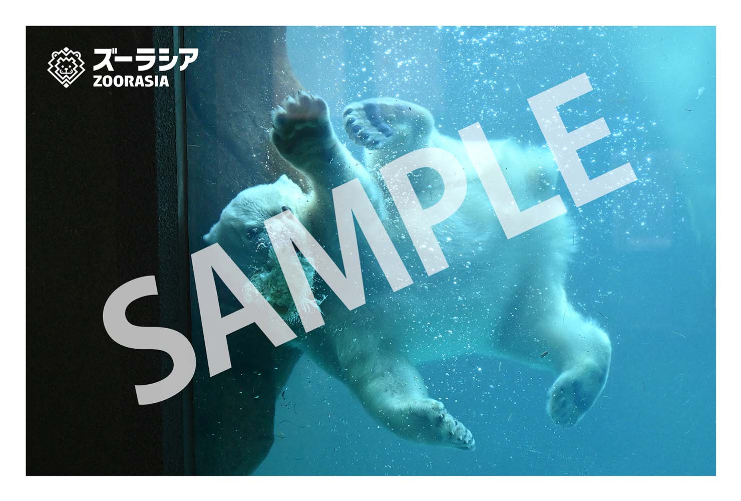 よこはま動物園ズーラシア ホッキョクグマポストカード4